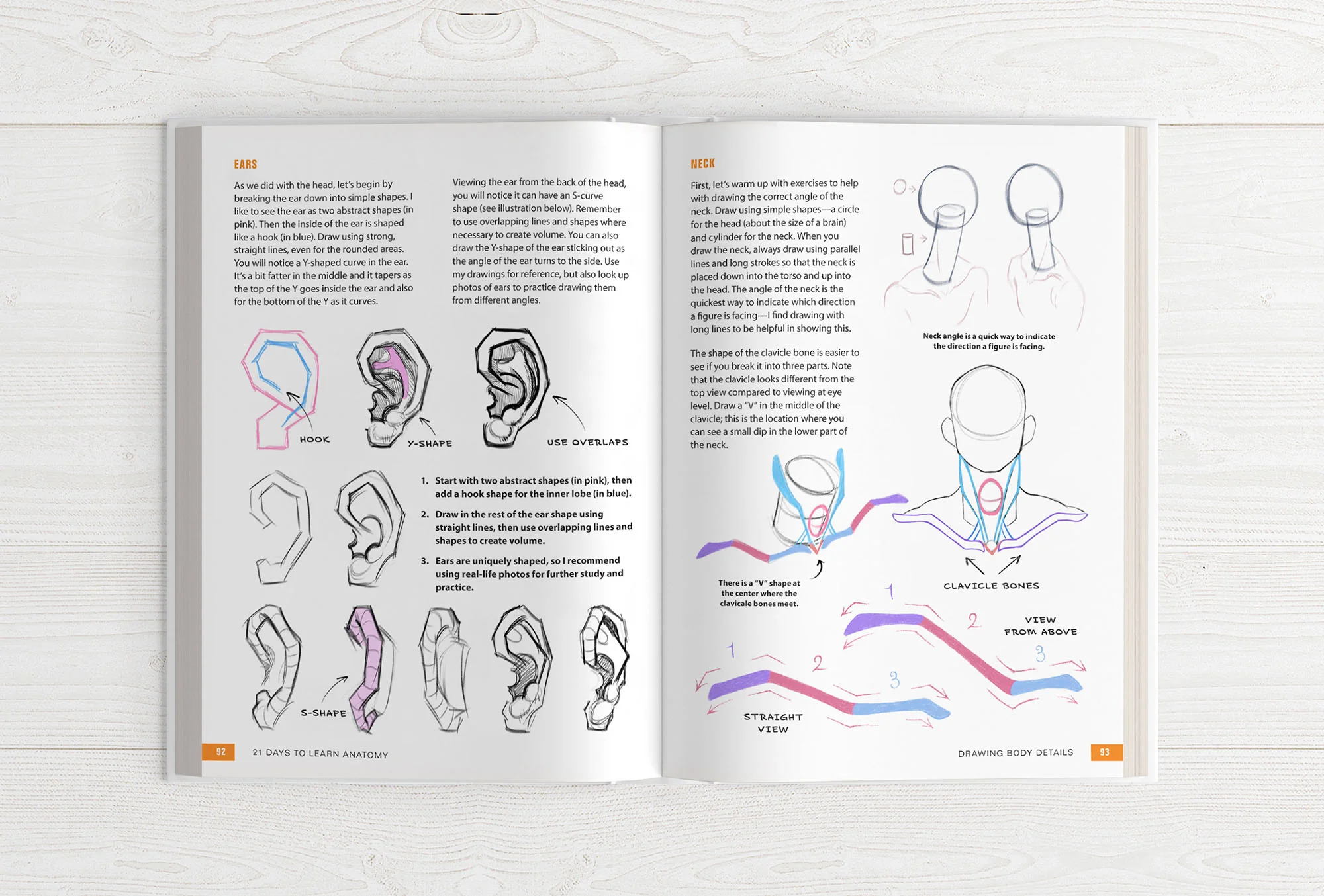 21 Days to Learn Anatomy - Image 14